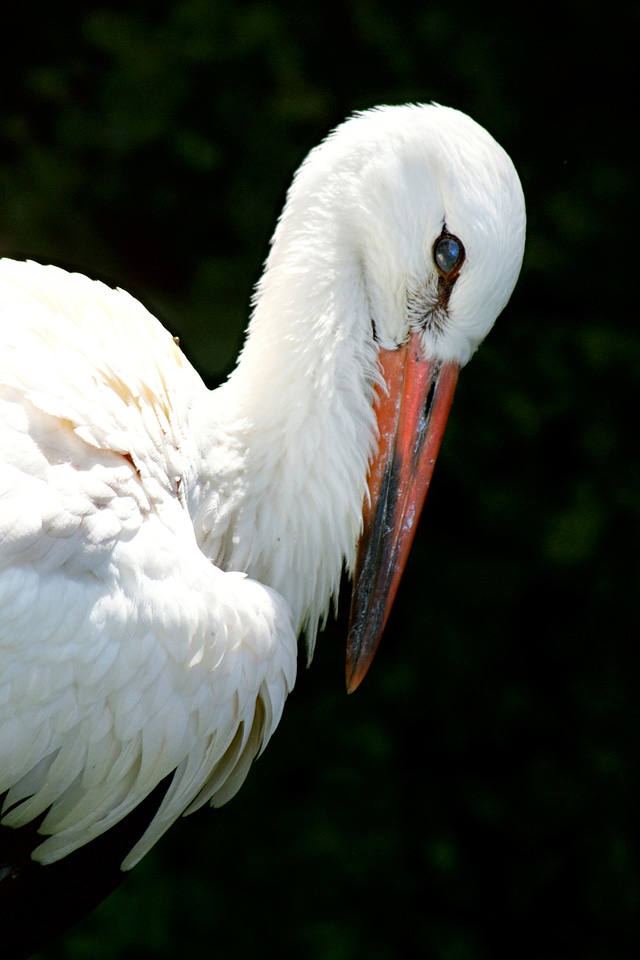 Animals bird feather