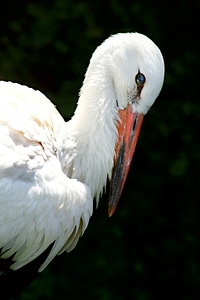 Animals bird feather photo