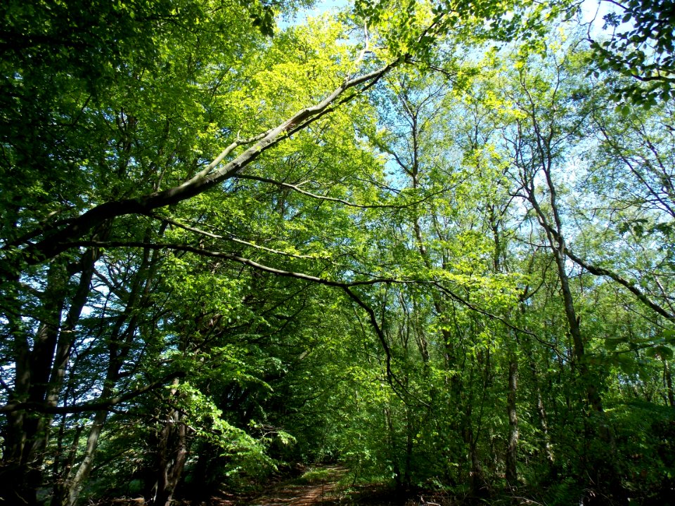 Woodland Vegetation Ecosystem Tree