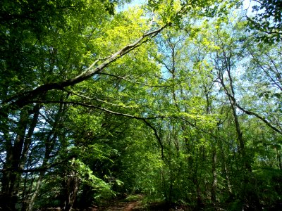 Woodland Vegetation Ecosystem Tree