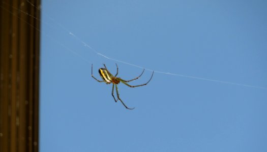 Spider Arachnid Invertebrate Arthropod