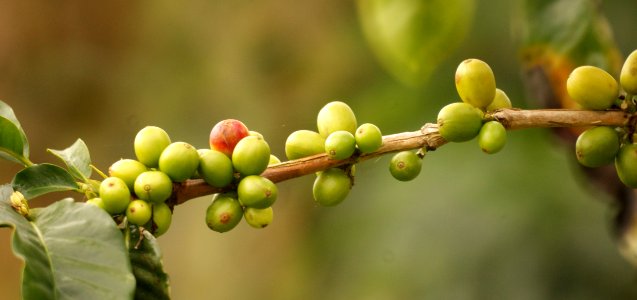 Fruit Fruit Tree Plant Bud