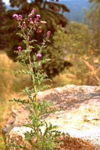 Plant Flora Flower Subshrub
