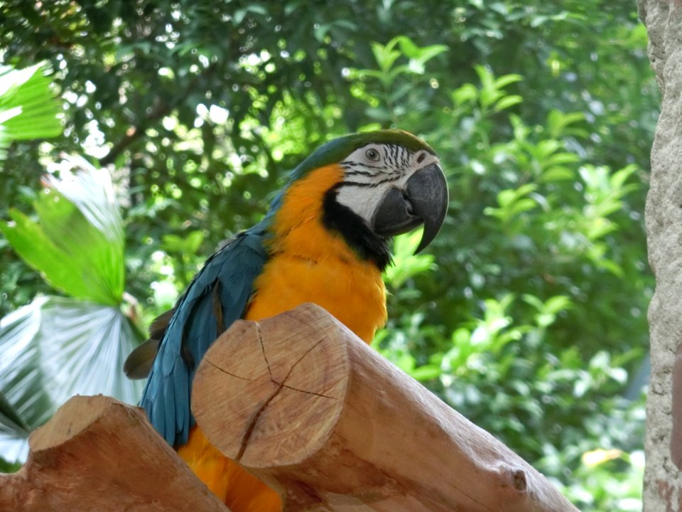 Bird Macaw Fauna Parrot photo