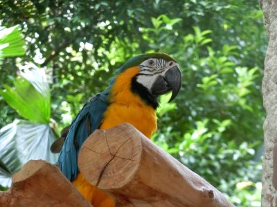 Bird Macaw Fauna Parrot photo