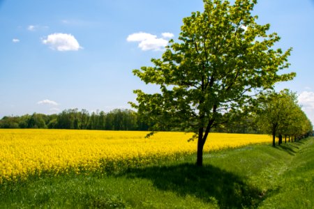 Rapeseed Field Yellow Grassland photo