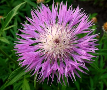 Flower Flora Plant Thistle