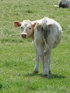Farm livestock meat photo