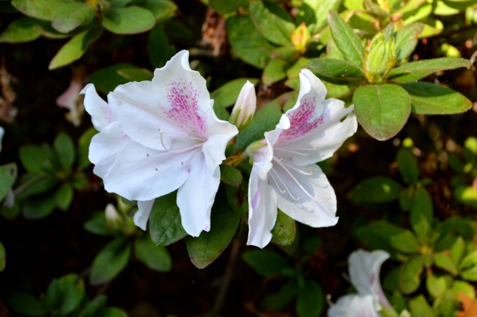 Flower Plant Flowering Plant Flora