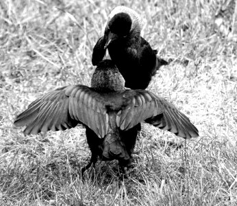 Bird Black And White Fauna Monochrome Photography photo