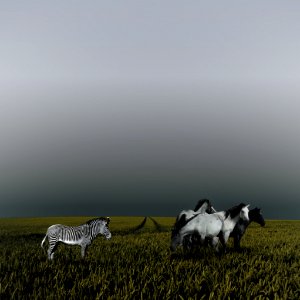 Grassland Pasture Herd Field photo