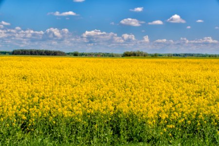 Rapeseed Yellow Field Canola