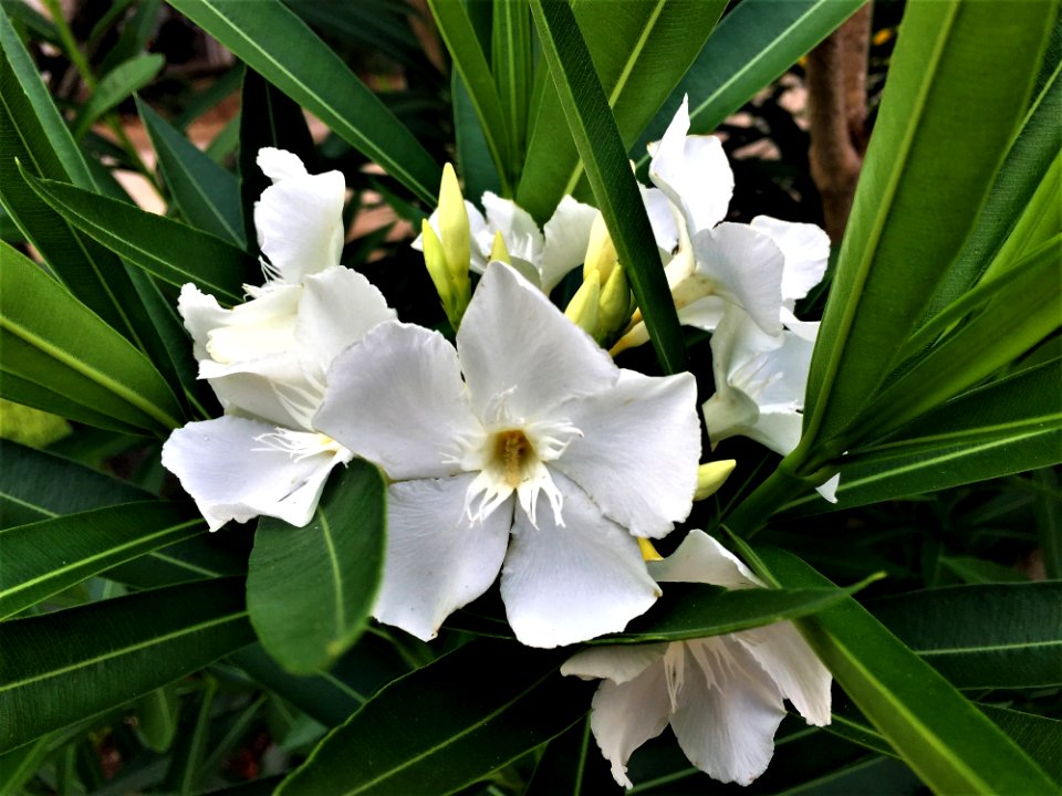 Plant Flower Flora Iris