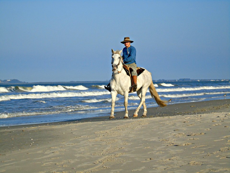 Horse Sea Horse Like Mammal Beach