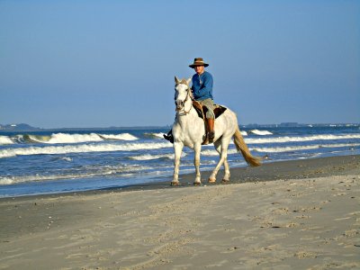 Horse Sea Horse Like Mammal Beach