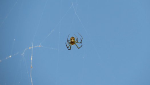 Spider Arachnid Sky Invertebrate