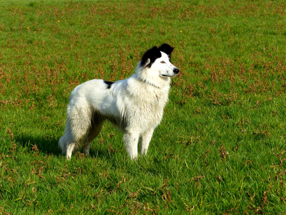 Dog Breed Dog Dog Like Mammal Dog Breed Group