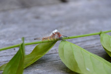 Insect Dragonfly Leaf Invertebrate photo