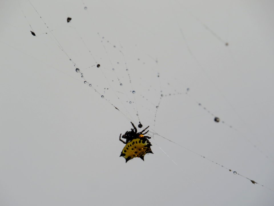 Invertebrate Sky Arachnid Arthropod