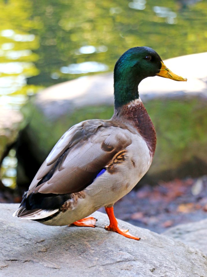 Bird Duck Mallard Water Bird