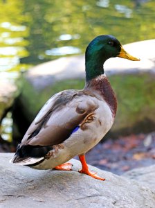 Bird Duck Mallard Water Bird photo