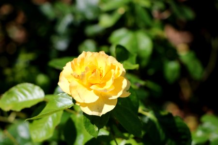 Flower Rose Family Yellow Rose