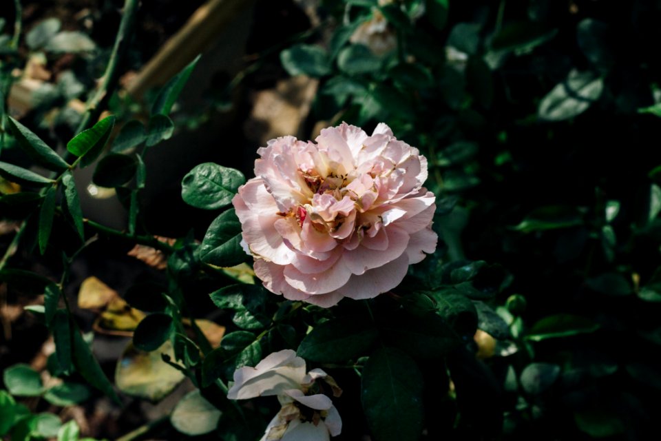 Flower Rose Family Plant Flowering Plant
