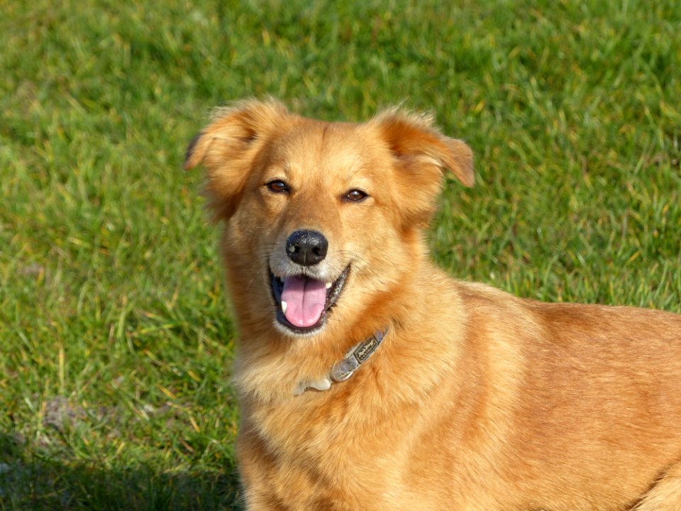 Dog Dog Breed Dog Breed Group Dog Like Mammal