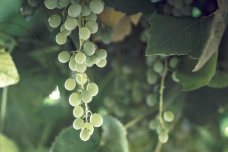 Grapevine Family Leaf Grape Water photo