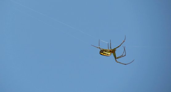 Arachnid Spider Invertebrate Sky