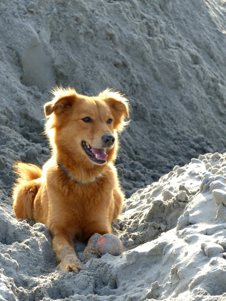 Dog Dog Like Mammal Dog Breed Dog Breed Group
