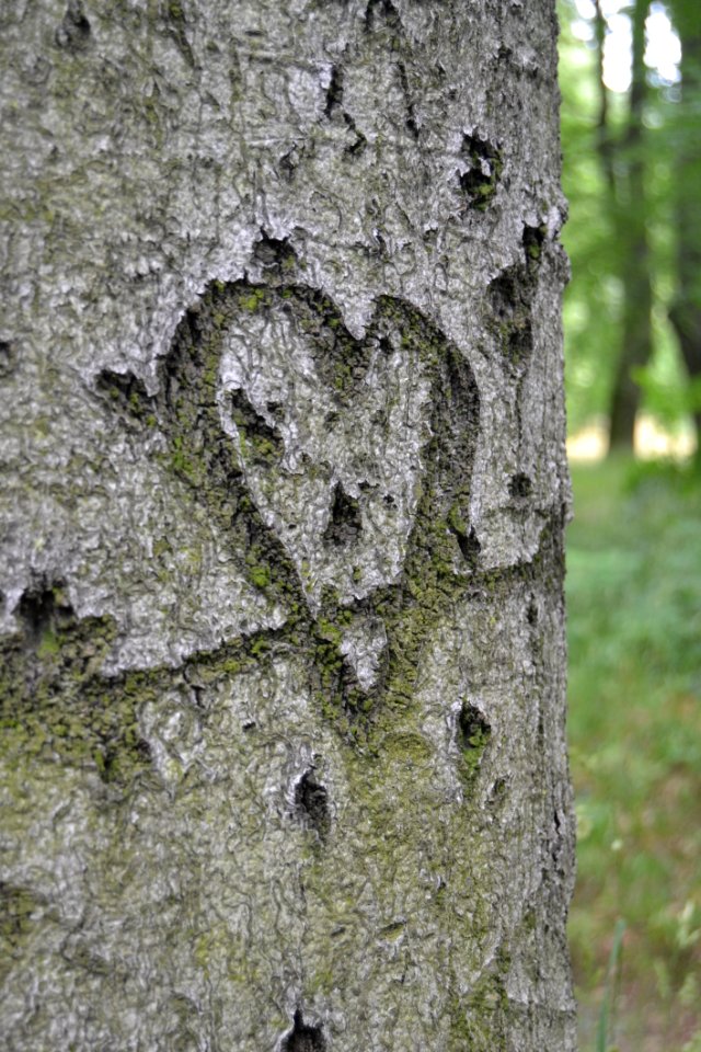 Tree Woody Plant Trunk Plant