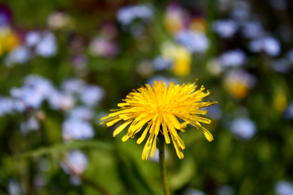 Flower Yellow Flora Dandelion photo