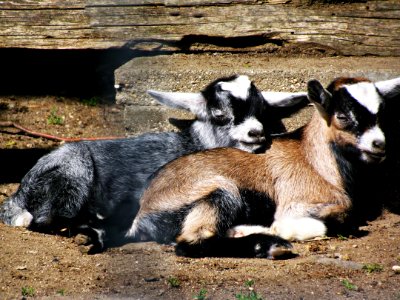 Goats Goat Fauna Livestock photo