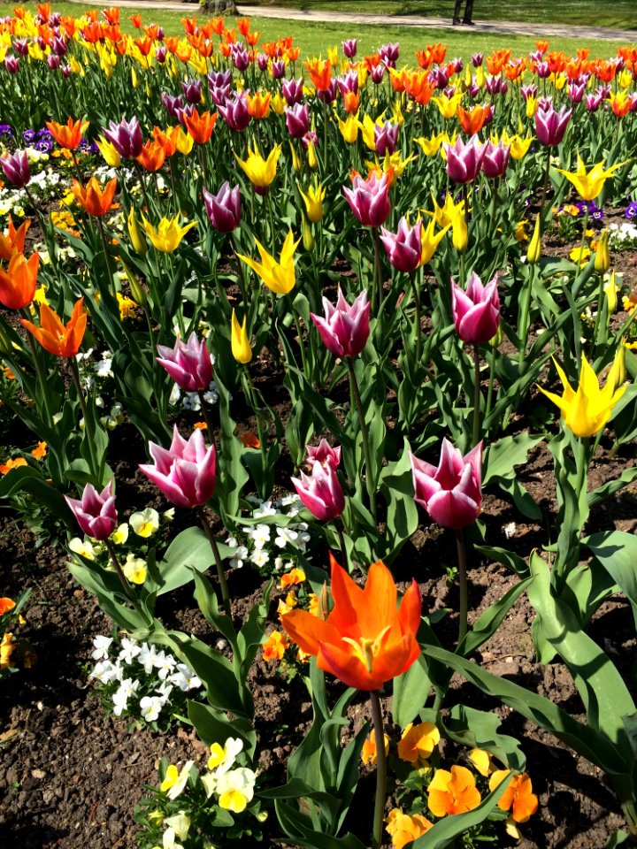 Plant Flower Flowering Plant Tulip