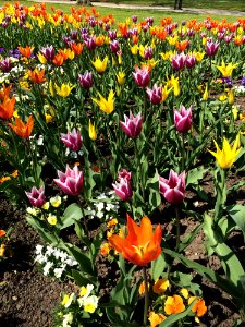 Plant Flower Flowering Plant Tulip