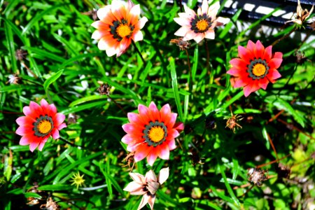 Flower Plant Flora Flowering Plant