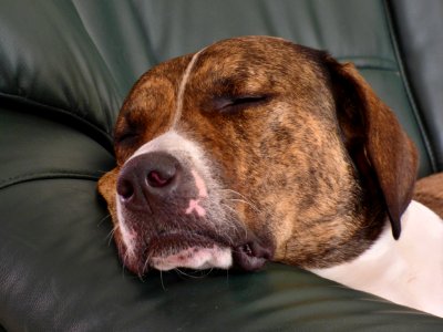 Dog Dog Breed Nose Dog Like Mammal photo