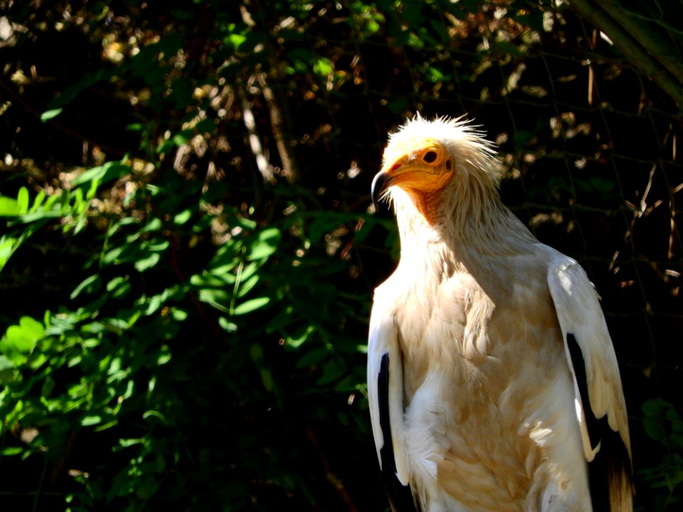 Bird Bird Of Prey Beak Fauna
