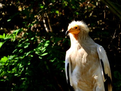 Bird Bird Of Prey Beak Fauna