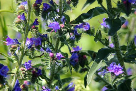 Plant Purple Flora Hyssopus