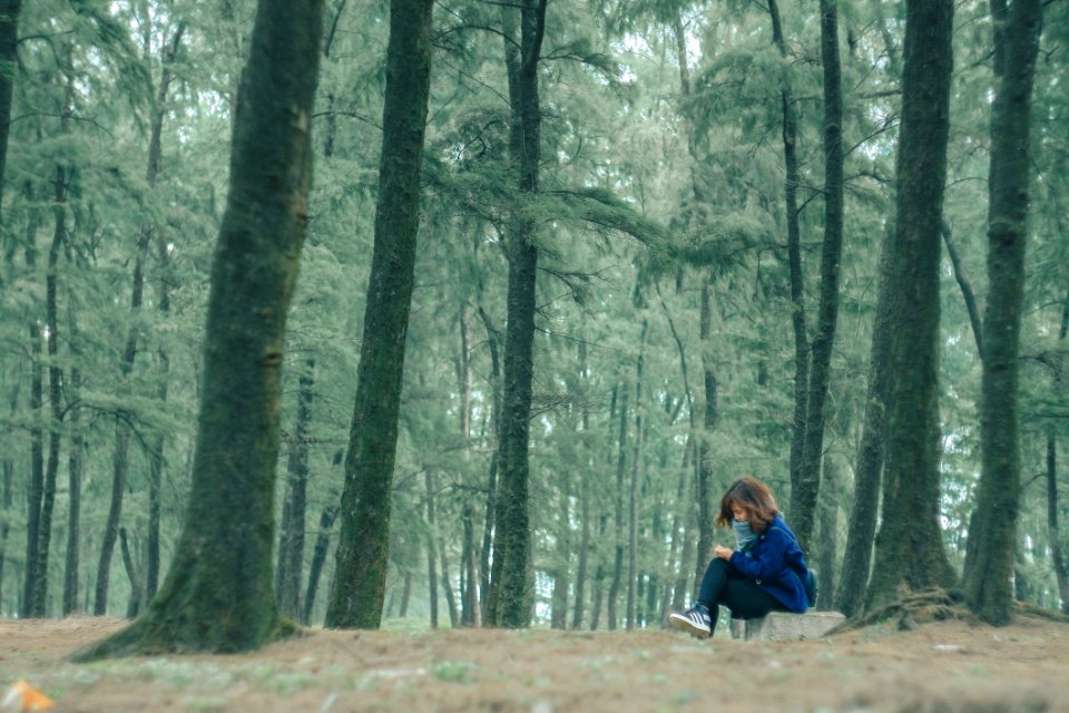 Tree Nature Forest Woodland