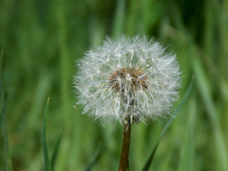Dandelion Flower Flora Close Up
