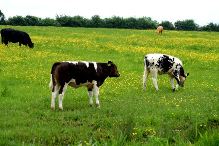 Grassland Pasture Cattle Like Mammal Grazing photo