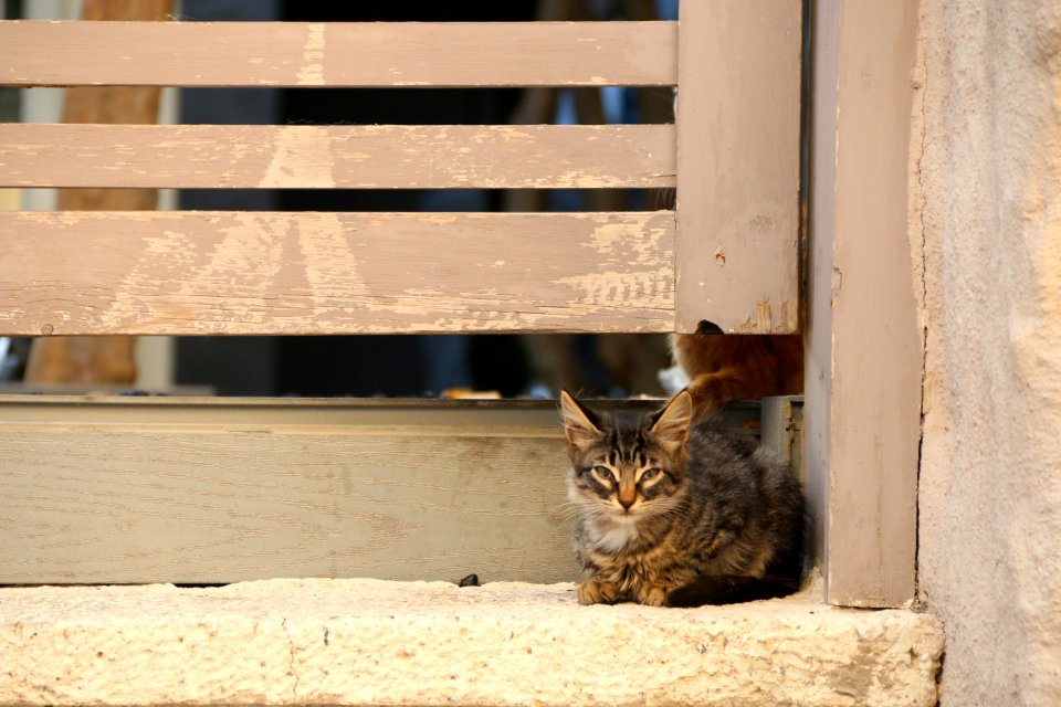 Cat Small To Medium Sized Cats Fauna Cat Like Mammal