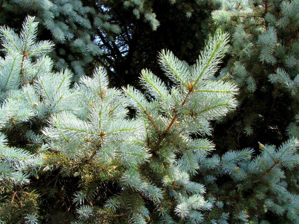 Tree Spruce Pine Family Conifer