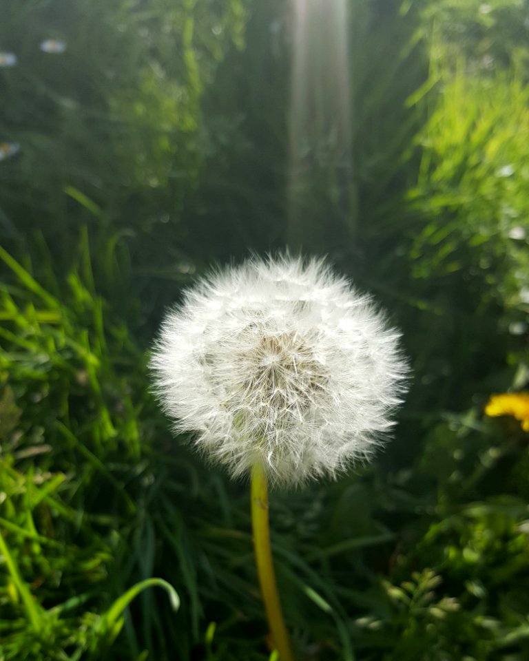 Flower Dandelion Flora Plant