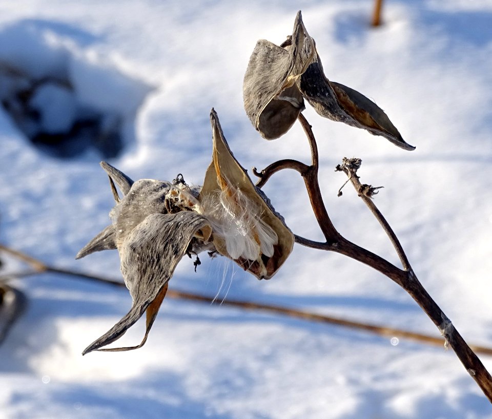 Bird Fauna Wildlife Wing