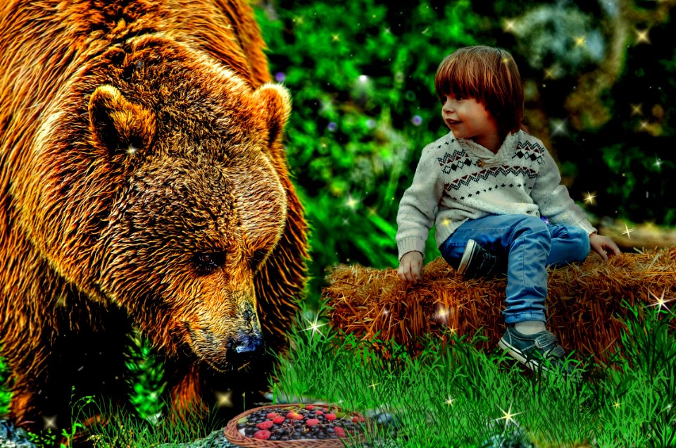 Mammal Brown Bear Grizzly Bear Wildlife
