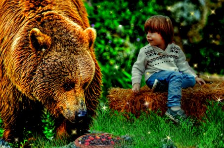 Mammal Brown Bear Grizzly Bear Wildlife photo